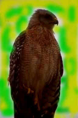 hawk2.jpg (14076 bytes)